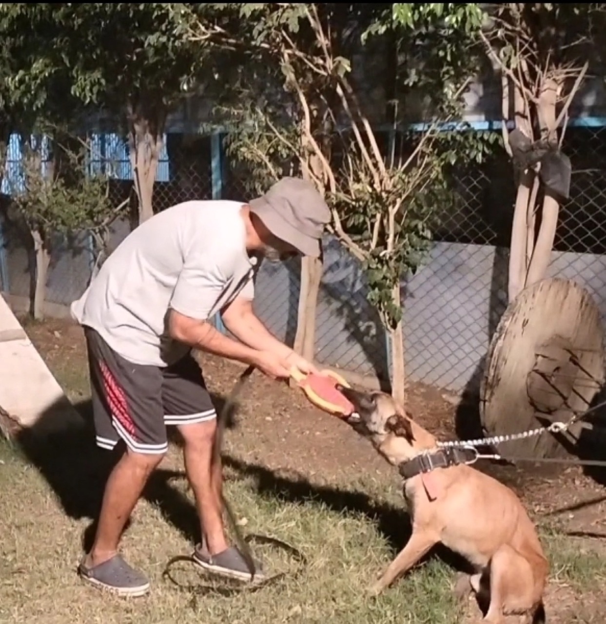 Security Dog Services - Professional service photo 5